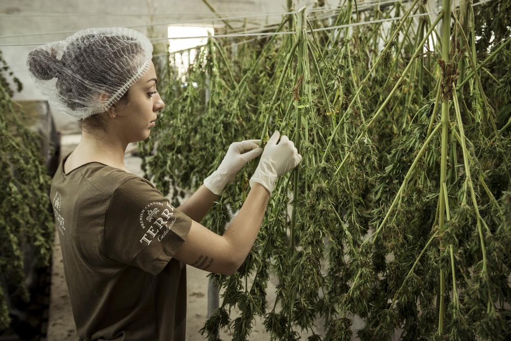 Invertir en cannabis desde España