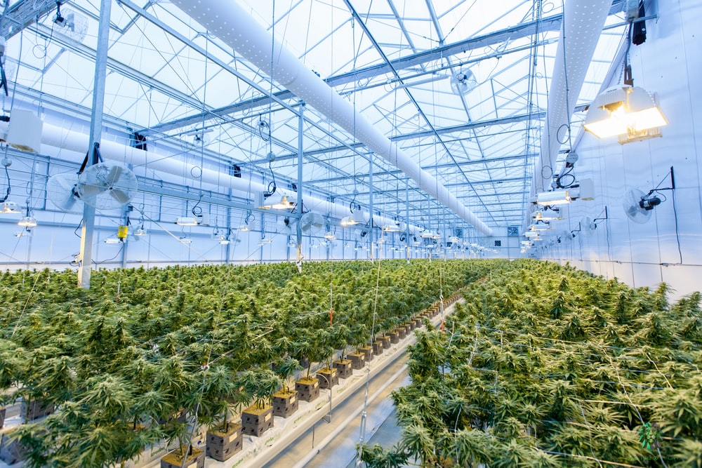 Invertir en empresas de cannabis